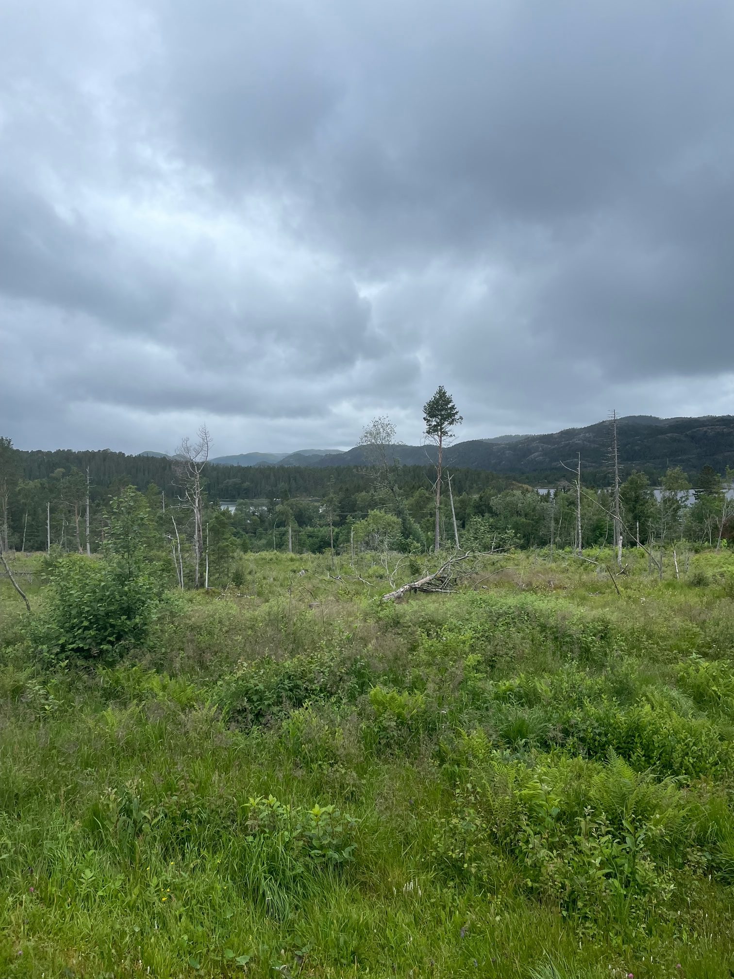 Tag 9 & 10: Tjøtta – Vennesund – Rørvik